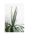 Декор искусственный Dragon Tree 155cm