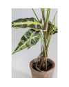 Декор искусственный Alocasia 80cm