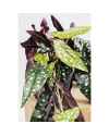 Декор искусственный Begonia 45cm