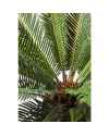 Декор искусственный Cycas Tree 78cm
