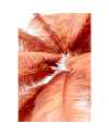 Настольная лампа Feather Palm Rusty Red 60cm