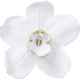 Настенный декор Orchid White 54cm