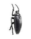 Настенный декор Plant Beetle Matt Black