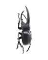 Настенный декор Herkules Beetle Matt Black