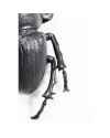 Настенный декор Herkules Beetle Matt Black