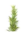 Декор искусственный Bamboo Tree 200cm