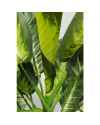 Декор искусственный Dieffenbachia 50cm