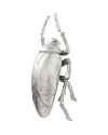Настенный декор Plant Beetle Silver