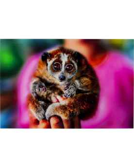 Картина на стекле Slow Loris 80x120cm
