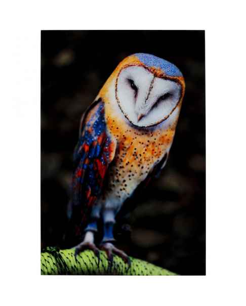 Картина на стекле Cute Owl 120x80cm