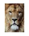 Картина на стекле King of Lion 150x100