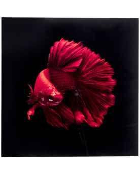 Картина на стекле Fire Fish 100x100