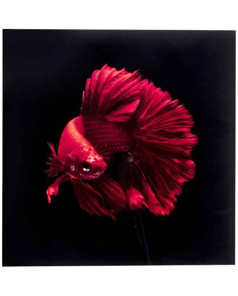 Картина на стекле Fire Fish 100x100