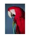 Картина на стекле Twin Parrot 80x120